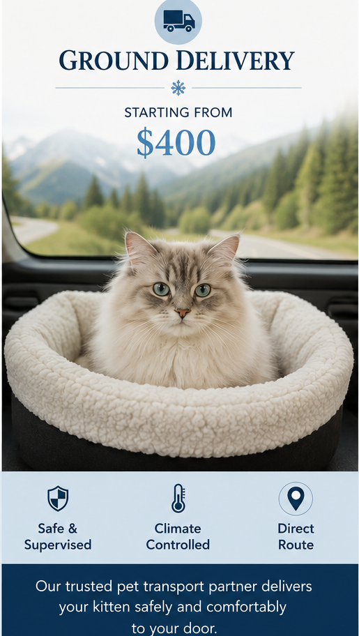 Specialized ground delivery for a Siberian kitten