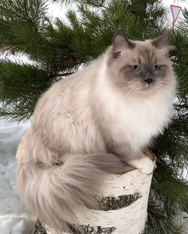 Adult male Siberian cat at Winter Whiskers