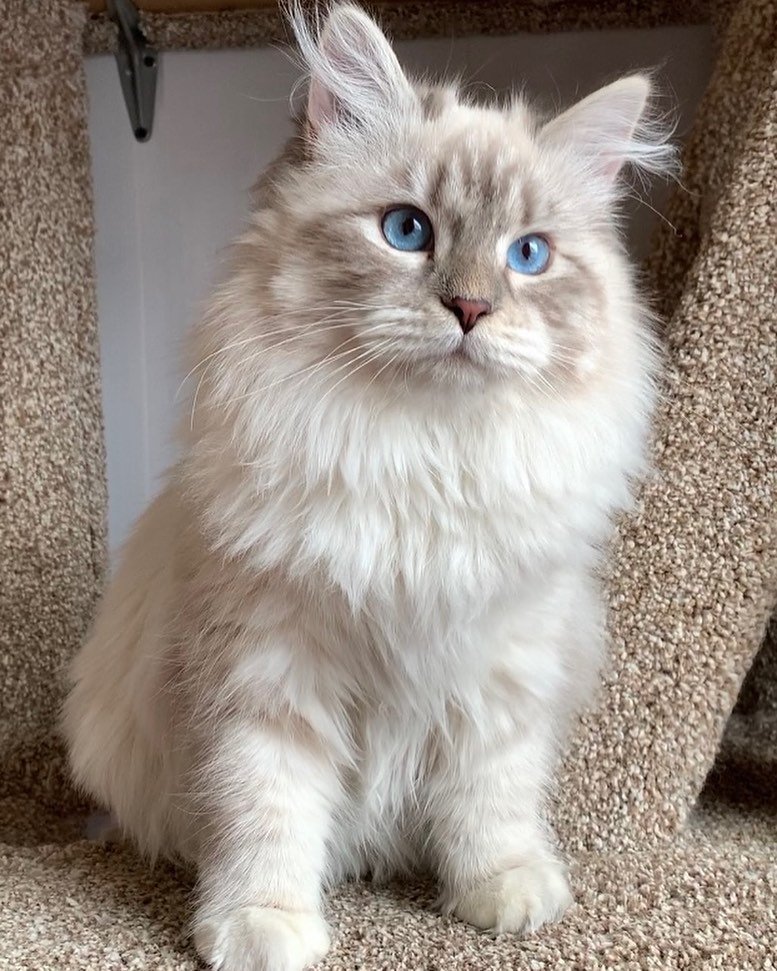 Siberian queen used in the Winter Whiskers breeding program