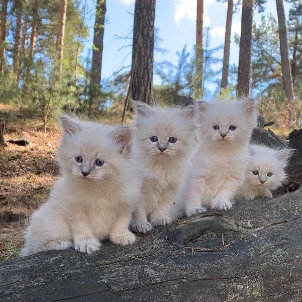 Siberian kitten settling into a safe new home
