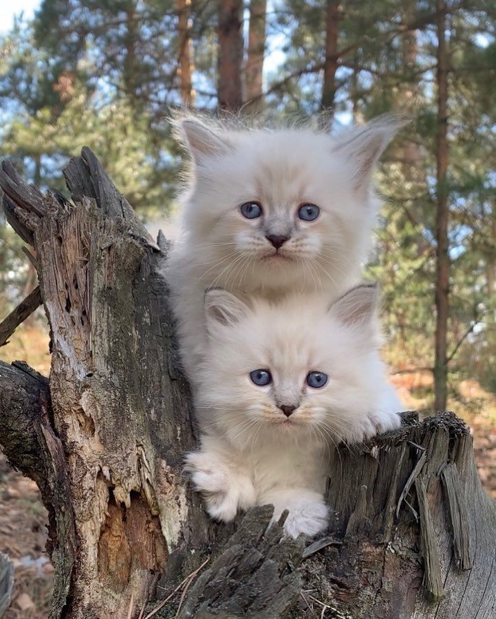 Intelligent Siberian cat enjoying an interactive activity