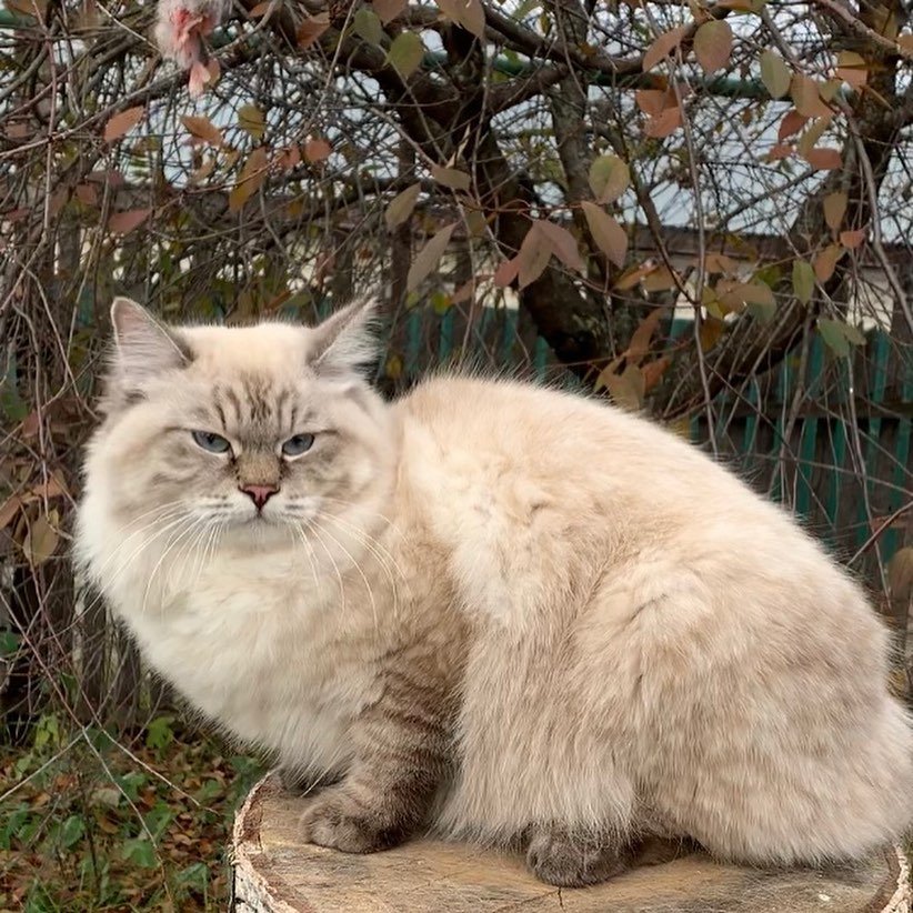 Healthy adult Siberian cat at Winter Whiskers