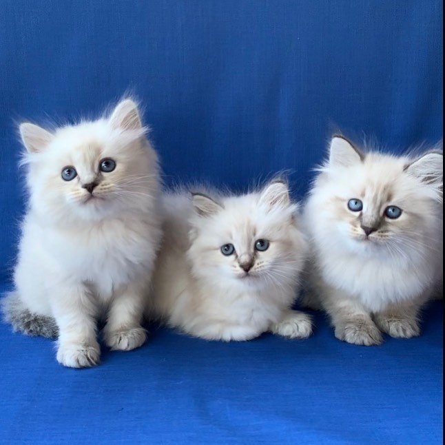 Safe Siberian kitten delivery and pickup preparation