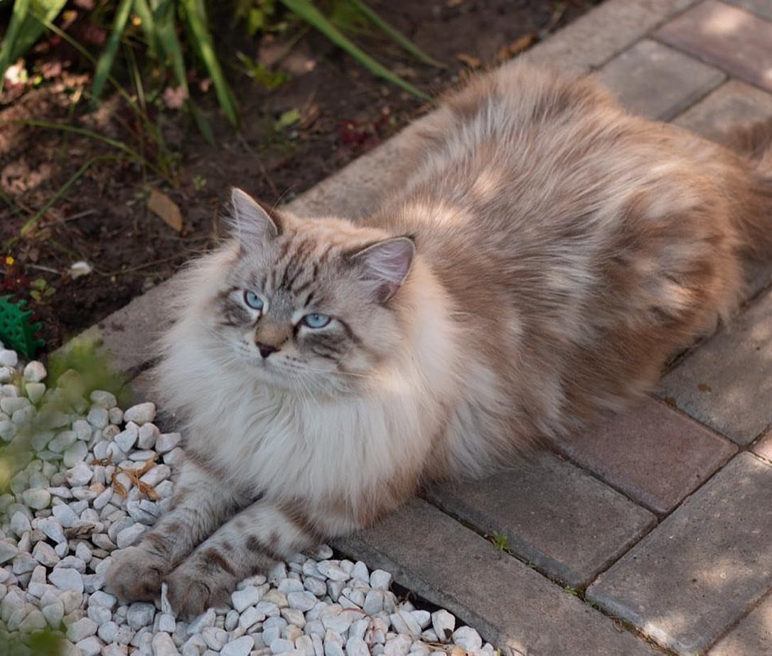 Adult female Siberian cat at Winter Whiskers
