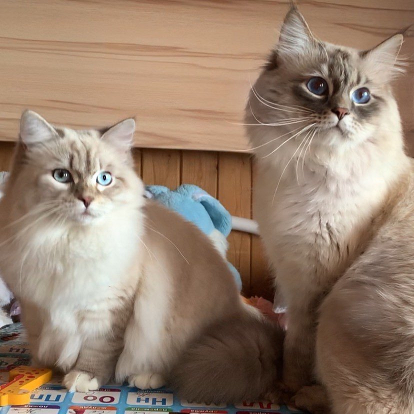 Adult Siberian cat showing the breed's thick coat and strong build