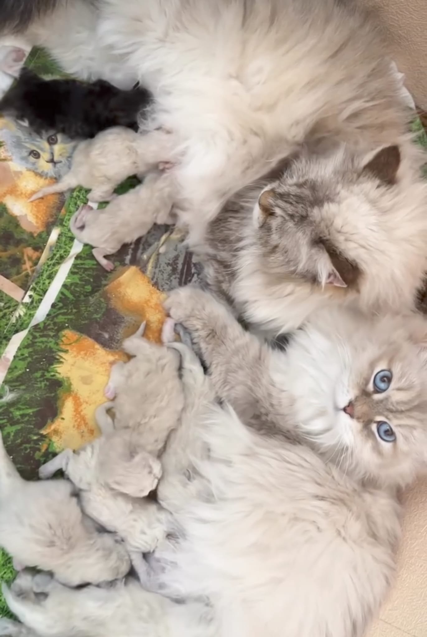 Siberian cats raised in the Winter Whiskers family home