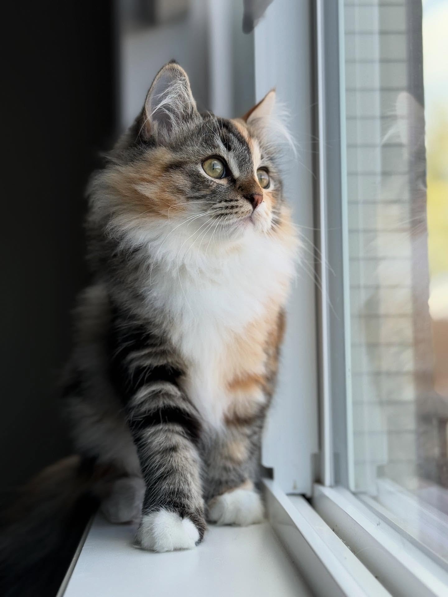 Siberian kitten eating nutritionally complete kitten food