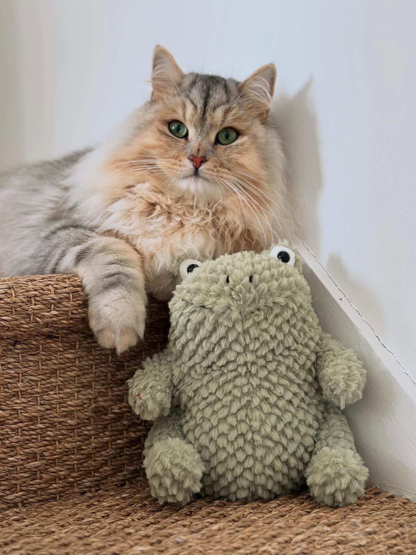 Playful Siberian kitten enjoying safe enrichment