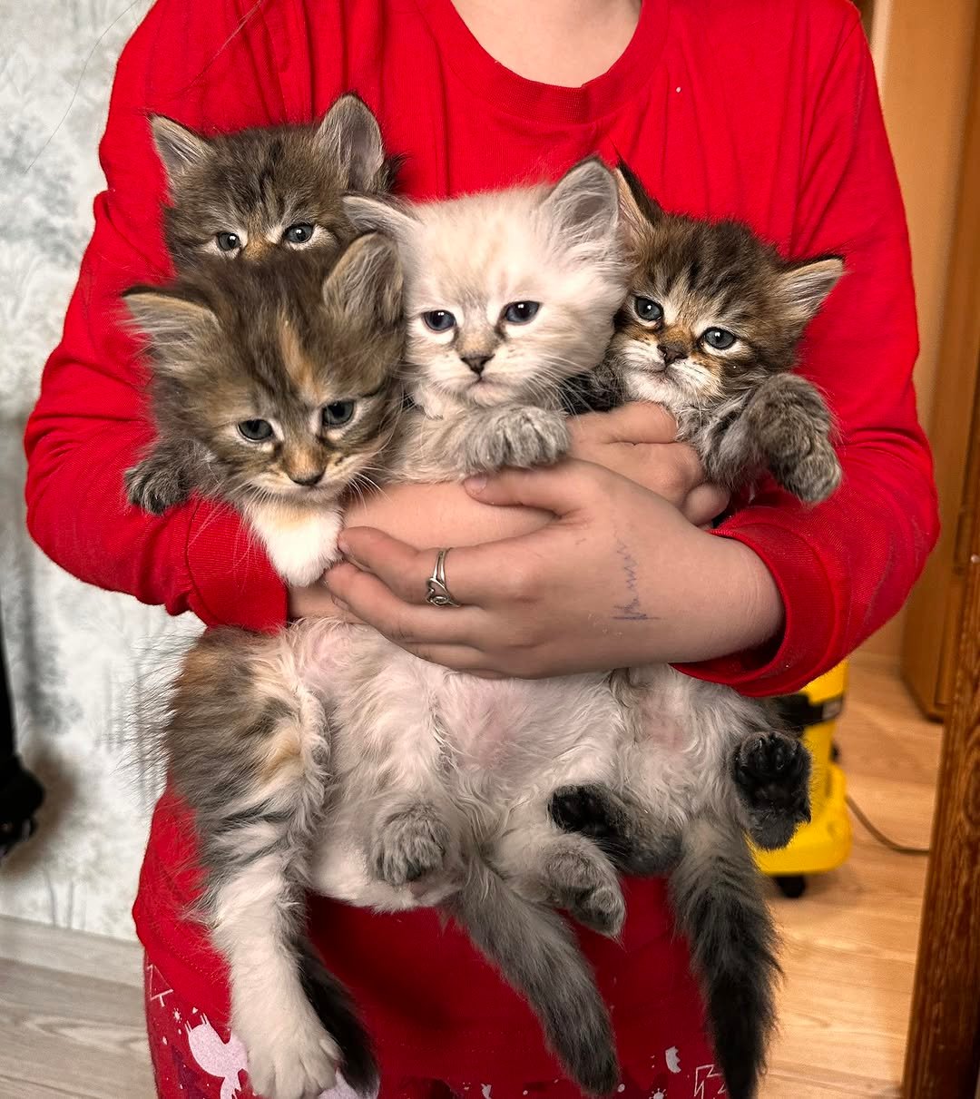 Healthy Siberian kitten receiving careful home care