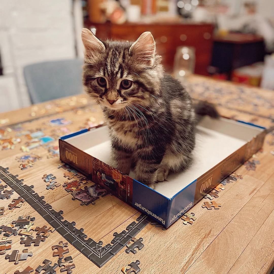 Albus Siberian kitten available at Winter Whiskers
