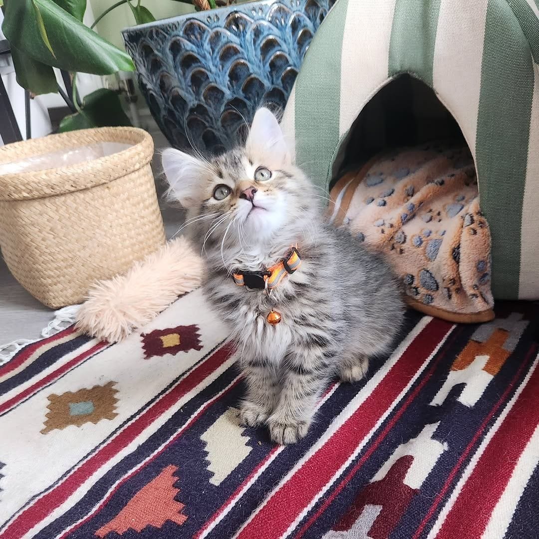 Kiki female Siberian kitten available at Winter Whiskers
