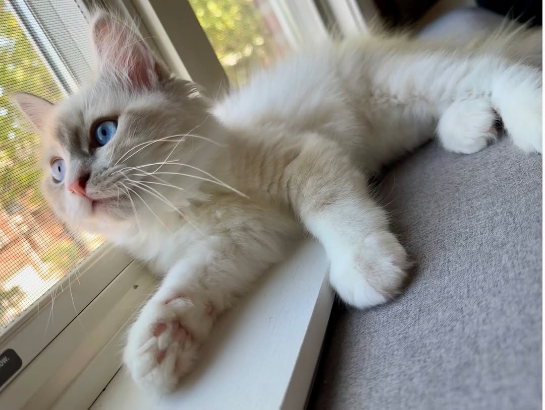 Dexter male Siberian kitten available at Winter Whiskers