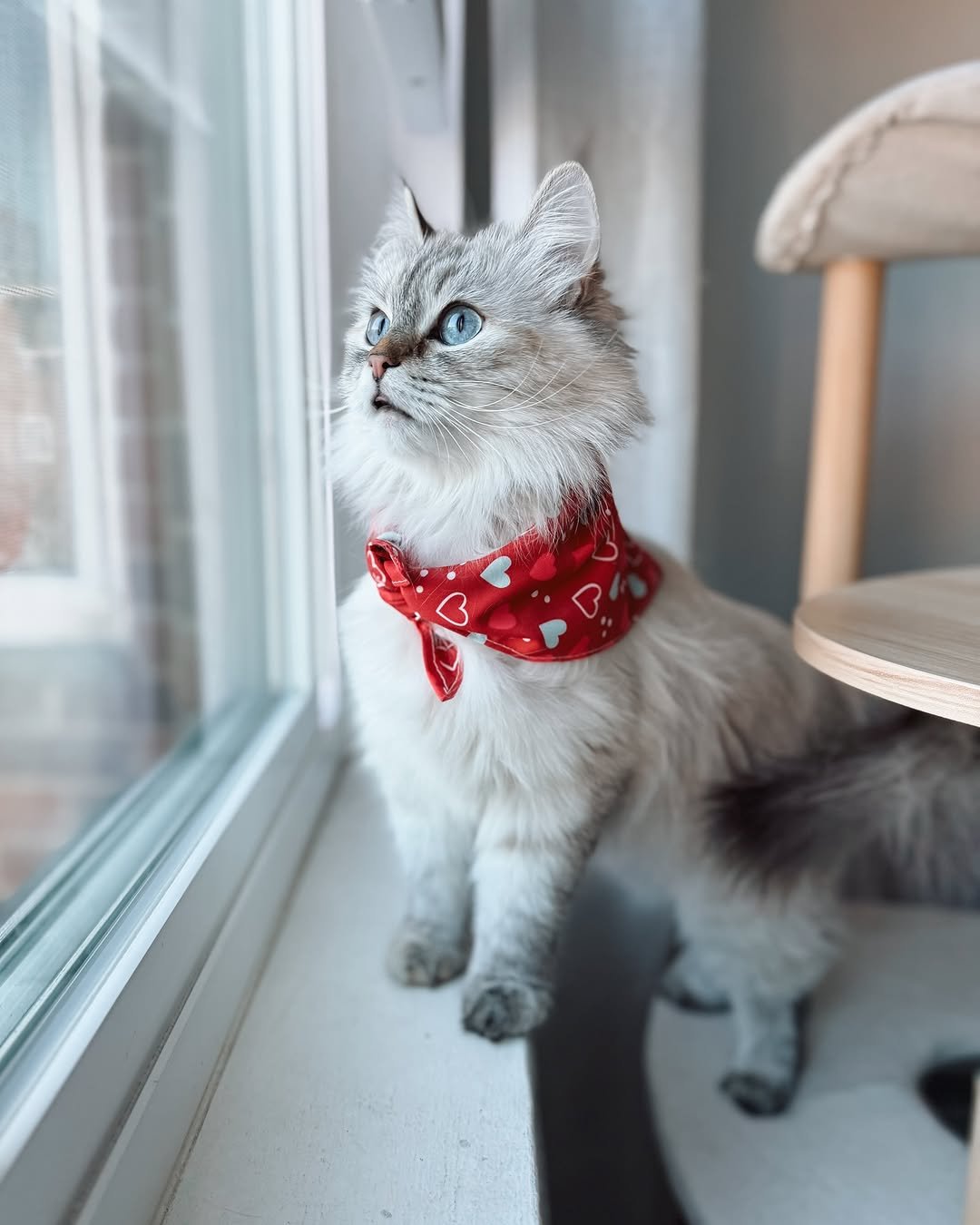 Lu female Siberian kitten available at Winter Whiskers