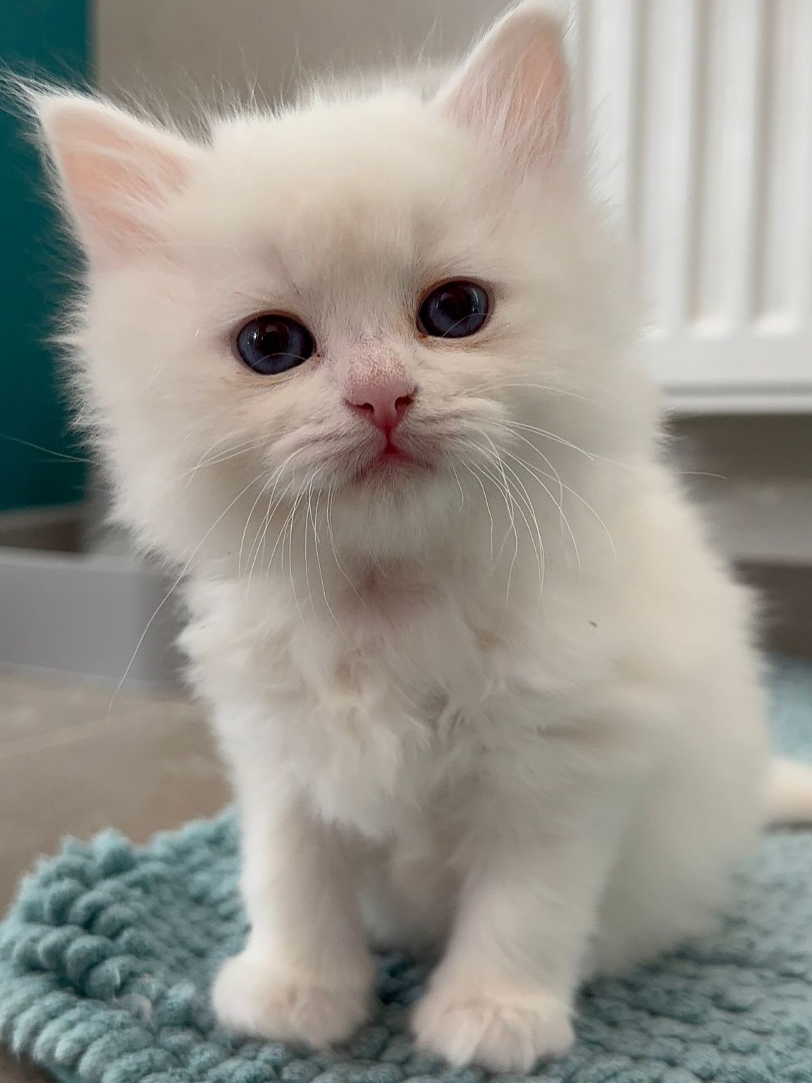 Kiwi female Siberian kitten available at Winter Whiskers