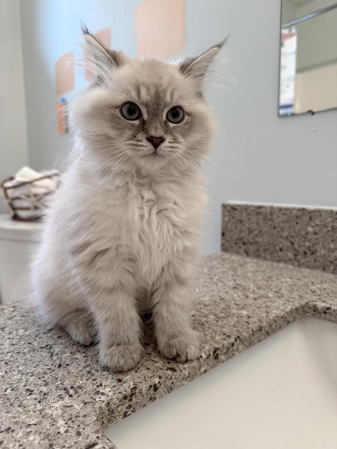Huxley male Siberian kitten available at Winter Whiskers