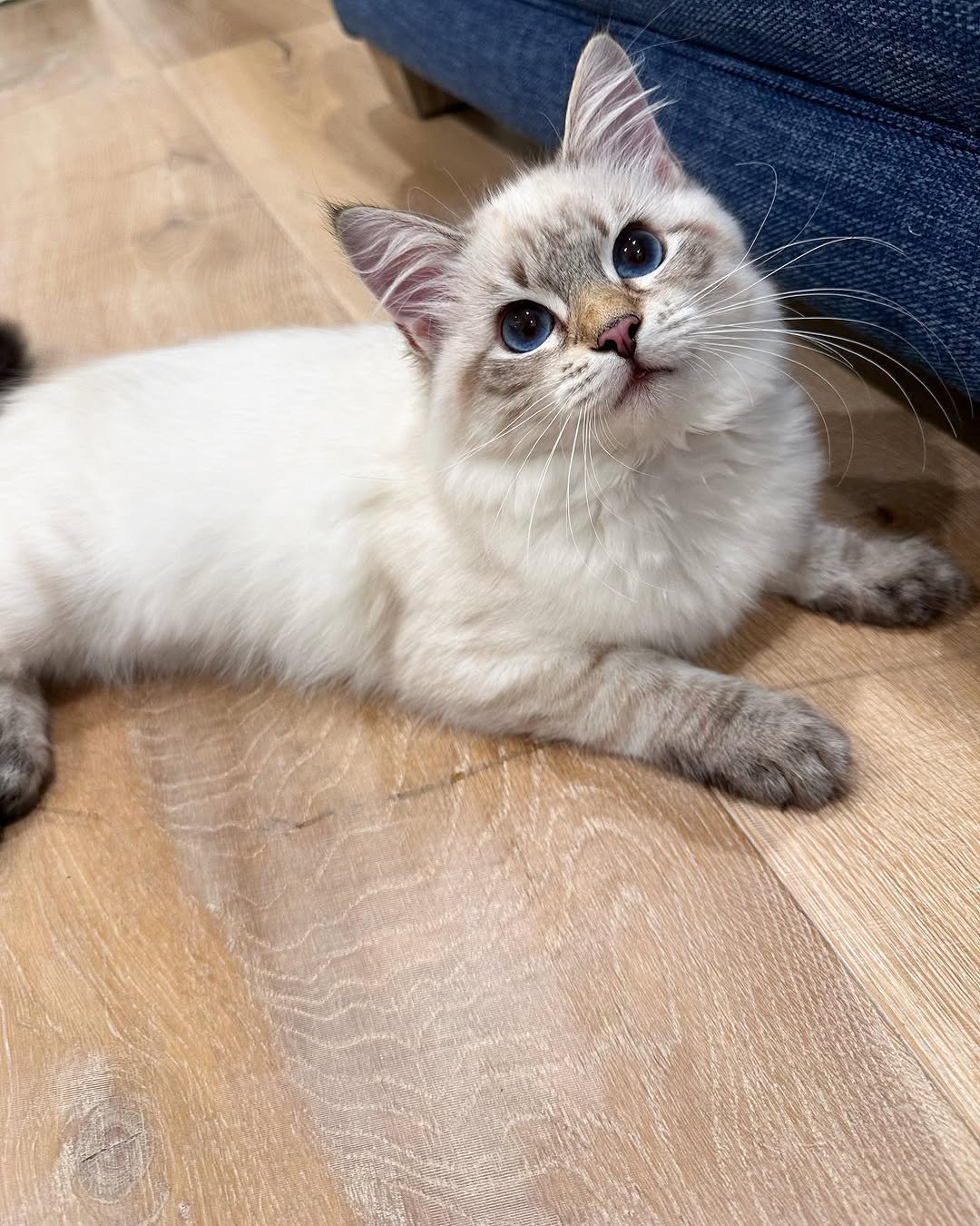 Neva female Siberian kitten available at Winter Whiskers