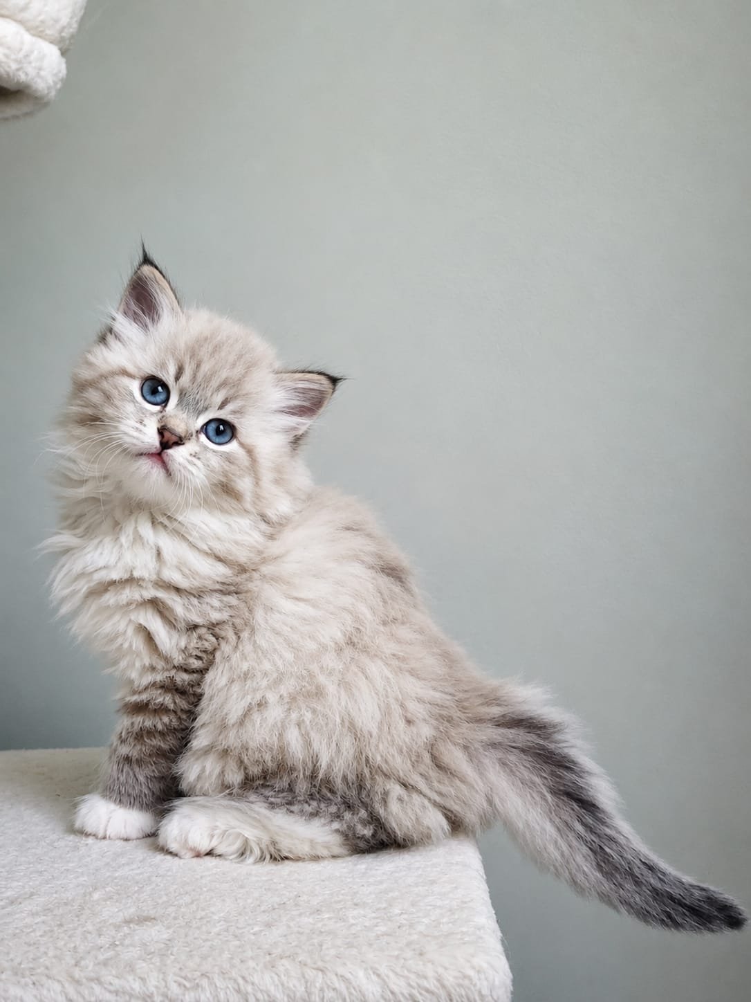Kiki female Siberian kitten available at Winter Whiskers