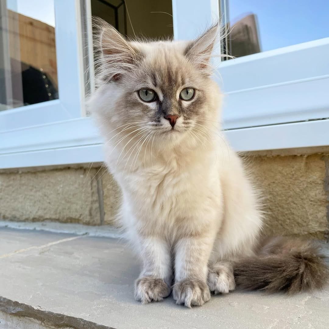 Albus Siberian kitten  available at Winter Whiskers